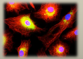 Convegno Alcaptonuria